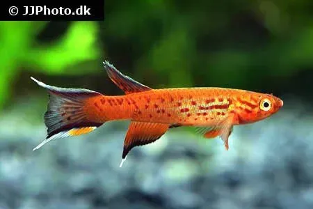 Näsets Ciklidhobby Lyrstjärtskilli akvariefisk 3-4 cm orange