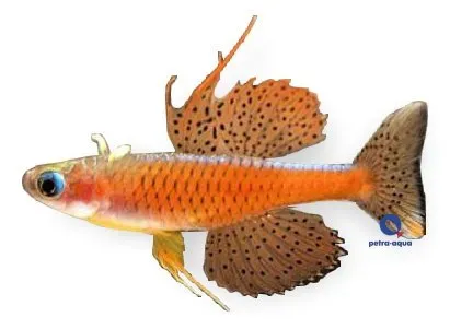 Pseudomugil red neon blåöga 1–2 cm stimfisk