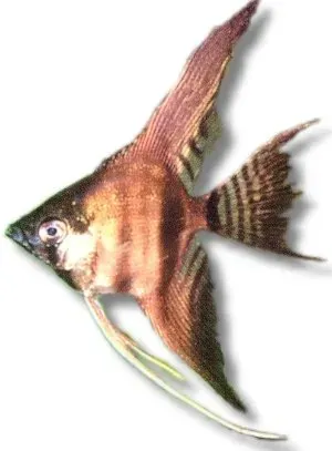 Näsets Ciklidhobby Smoke Angelfish skalar 4–5 cm rökfärgad