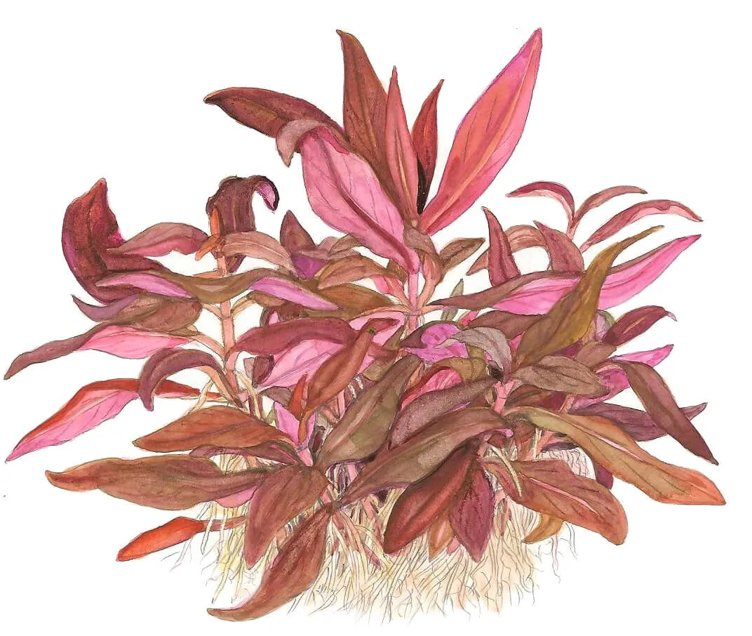 Akvarievalvet Alternanthera reineckii Mini akvarieväxt röd