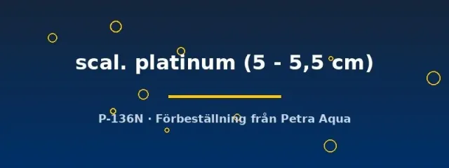 Pterophyllum Scalare Platinum skalar 5-5,5 cm - vit ciklid