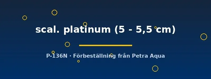 Pterophyllum Scalare Platinum skalar 5-5,5 cm - vit ciklid