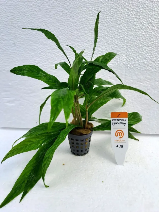 Näsets Ciklidhobby Hygrophila Salicifolia Medium 5 akvarieväxt bakgrund