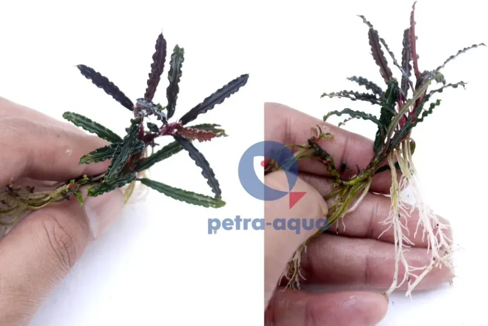 Näsets Ciklidhobby Bucephalandra kayu lapis akvarieväxt Easy8