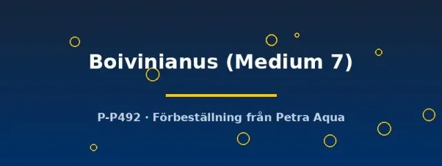 Aponogeton Boivinianus Medium akvarieväxt bakgrundsväxt