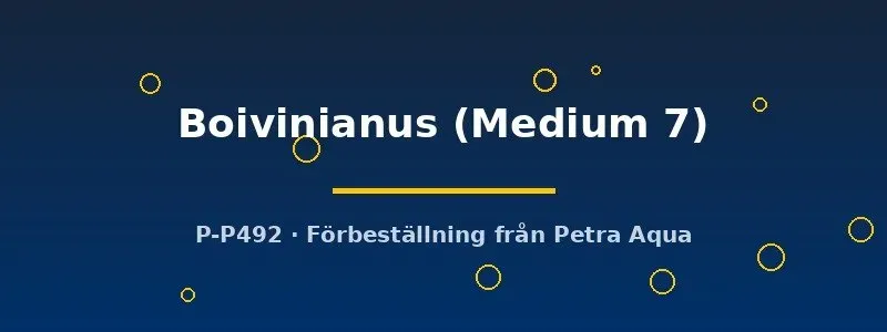 Aponogeton Boivinianus Medium akvarieväxt bakgrundsväxt