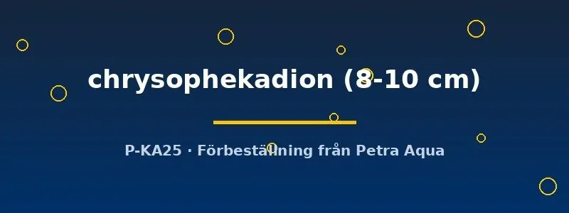 Näsets Ciklidhobby Labeo chrysophekadion akvariefisk 8–10 cm stor