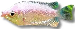 Näsets Ciklidhobby Helostoma temmincki gurami 4–5 cm rosa