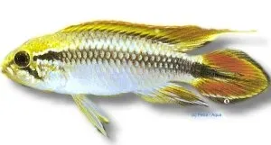 Näsets Ciklidhobby Apistogramma agas.blue dvärgciklid L
