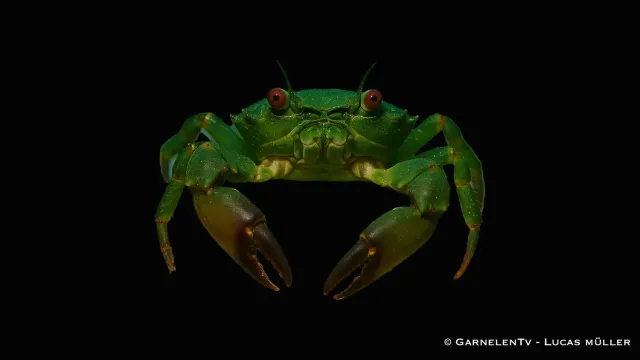 Garnelen TV Mithraculus sculptus trekantskrabba grön algätare