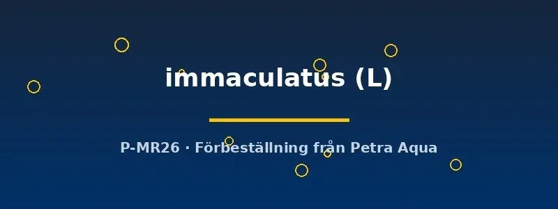 Näsets Ciklidhobby Arothron immaculatus saltvattensfisk L stor