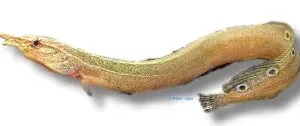 Näsets Ciklidhobby Peacock eel taggål 10–12 cm påfålsål