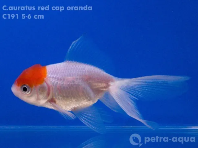 Näsets Ciklidhobby Carassius auratus red cap guldfisk 3–4 cm