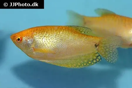 Näsets Ciklidhobby Trichopodus trichopterus guldgurami 4–4,5 cm
