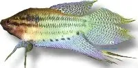 Näsets Ciklidhobby Trichopsis vittatus gurami 4,5–5,5 cm