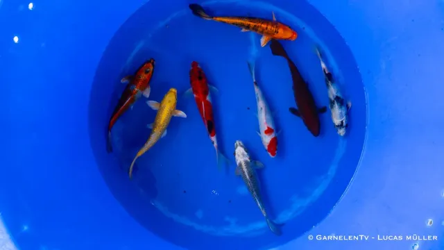 Garnelen TV Koi B dammfisk Cyprinus carpio 18-20 cm färgstark