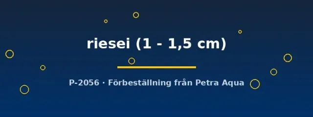 Näsets Ciklidhobby Axelrodia riesei tetra 1–1,5 cm stim