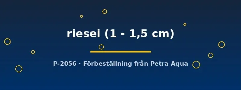 Näsets Ciklidhobby Axelrodia riesei tetra 1–1,5 cm stim