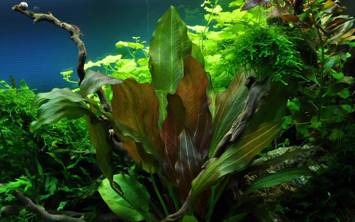 Akvarievalvet Echinodorus Reni akvarieväxt röd rosettväxt