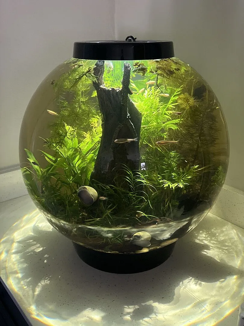 biOrb Classic 60 akvarium 60 liter silver MCR-ljus