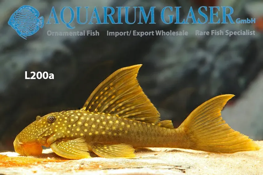 Näsets Ciklidhobby L200a Baryancistrus mal 6–8 cm