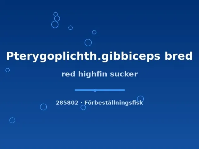 Näsets red highfin sugmal mal 5–6 cm