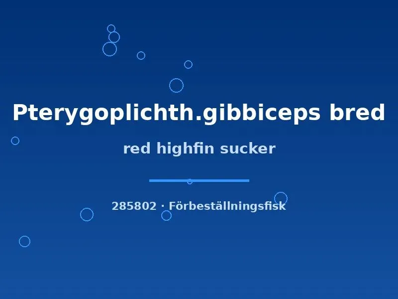 Näsets red highfin sugmal mal 5–6 cm