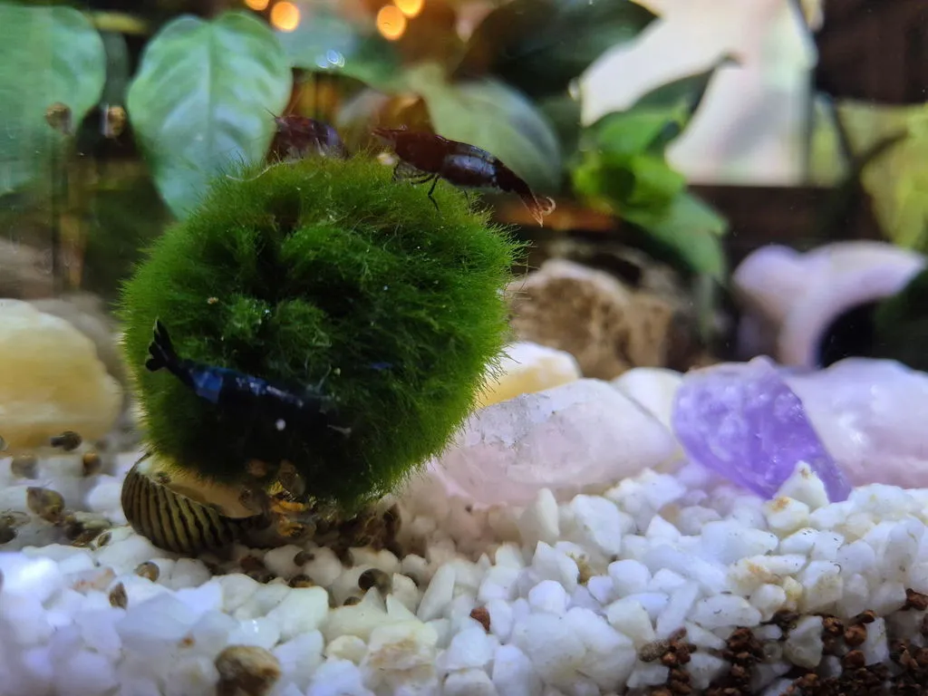 Garnelen TV Neocaridina Blue Carbon Rili räka blå