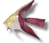 Näsets Ciklidhobby Bi-color l.f. skalar 1 cm Pterophyllum scalare