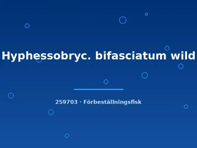 Näsets Ciklidhobby Hyphessobrycon bifasciatum tetra wild xlg