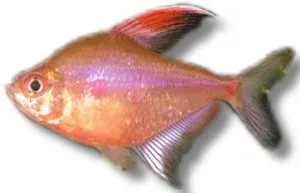 Näsets Ciklidhobby Bleeding heart Tetra Hyphessobrycon erythrostigma 3–4 cm