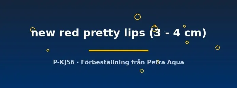 Näsets Ciklidhobby Rhinogobius New Red Pretty Lips smörbult 3-4 cm