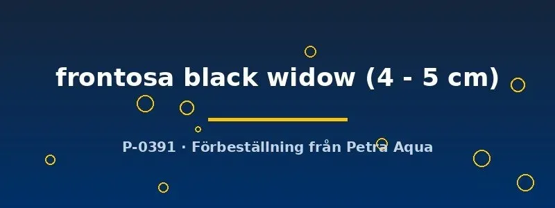 Näsets Ciklidhobby Frontosa Black Widow ciklid 4–5 cm