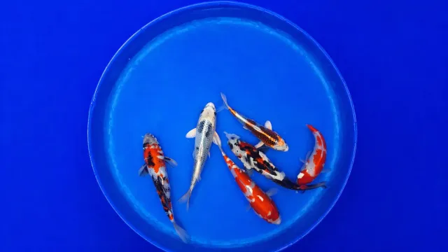Garnelen TV Japan Koi Hosokai prydnadskarp 20-25 cm