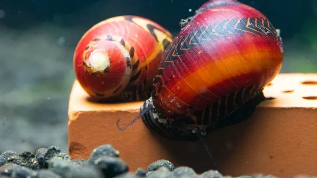 Garnelen TV Röd rennsnäcka Vittina waigiensis akvariesnäcka