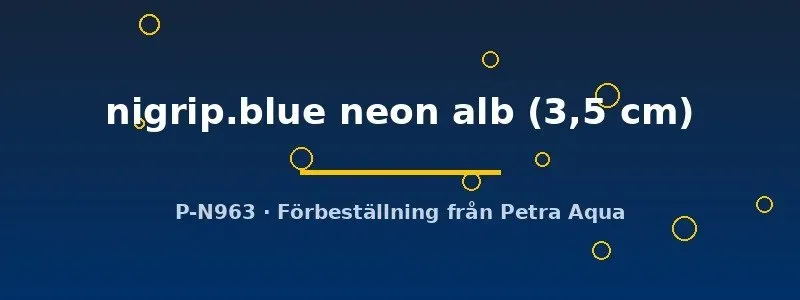 Paracyprichromis nigripinnis Blue neon albin ciklid 3,5 cm
