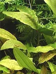Näsets Cryptocoryne blassii akvarieväxt pot tålig
