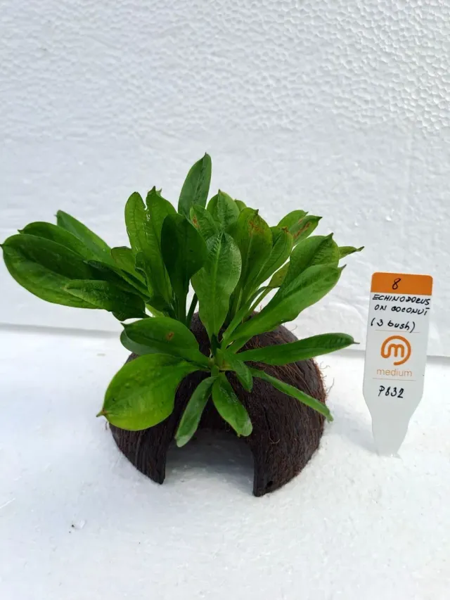 Näsets Ciklidhobby Echinodorus Coconut akvarieväxt 3-buske