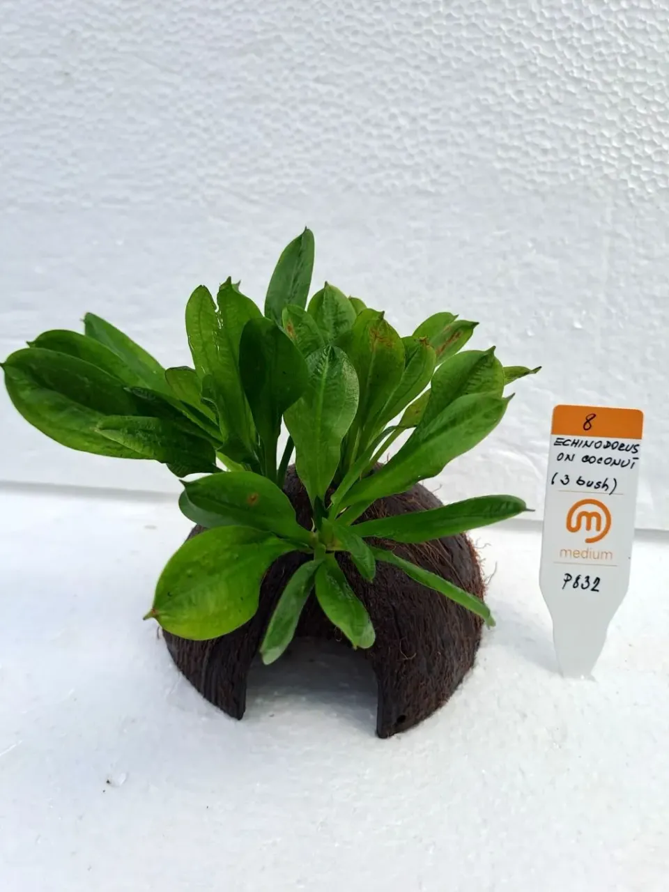 Näsets Ciklidhobby Echinodorus Coconut akvarieväxt 3-buske