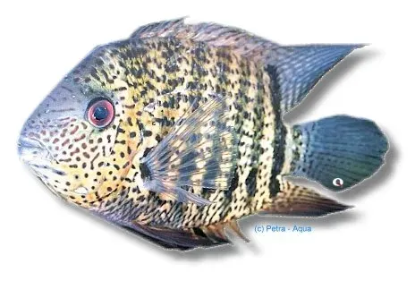 Näsets Ciklidhobby Heros Efasciatus 4–5 cm ciklid