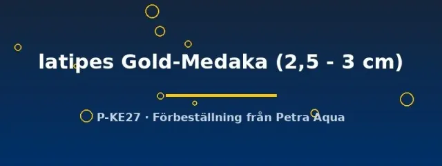 Näsets Ciklidhobby Oryzias latipes Gold-Medaka risfisk