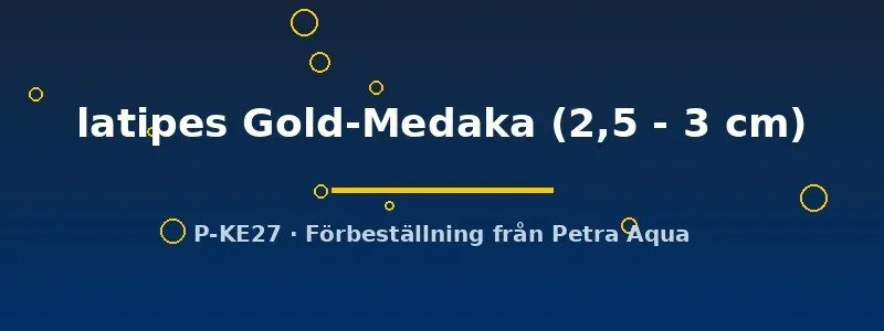 Näsets Ciklidhobby Oryzias latipes Gold-Medaka risfisk