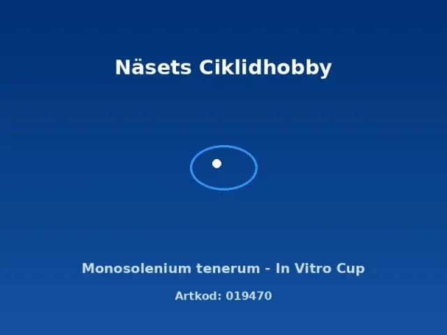 Näsets Ciklidhobby Monosolenium tenerum växt In Vitro Cup