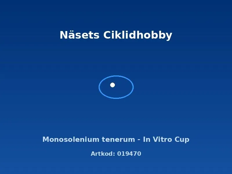 Näsets Ciklidhobby Monosolenium tenerum växt In Vitro Cup