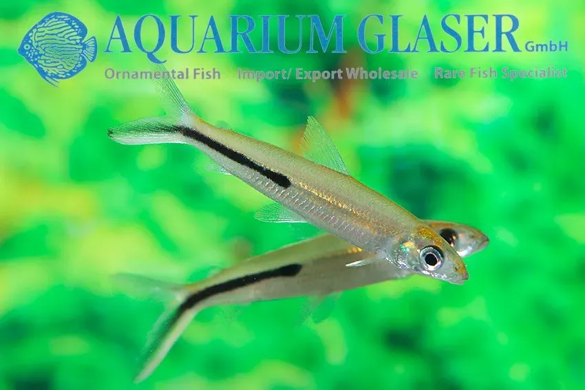 Näsets Ciklidhobby Lizard Tetra akvariefisk 6–8 cm