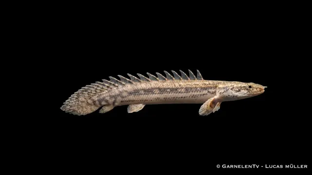 Garnelen TV Polypterus Lapradei fensgädda stor