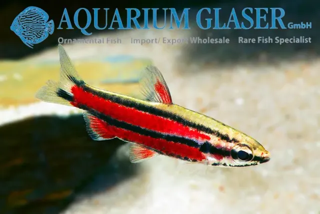 Näsets Ciklidhobby Rubrocaudatus Purple pennfisk md-lg