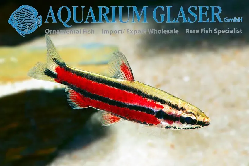 Näsets Ciklidhobby Rubrocaudatus Purple pennfisk md-lg