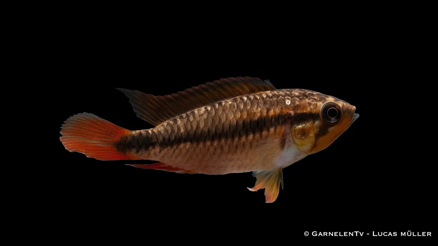Garnelen TV Agassiz dvärgciklid double red par