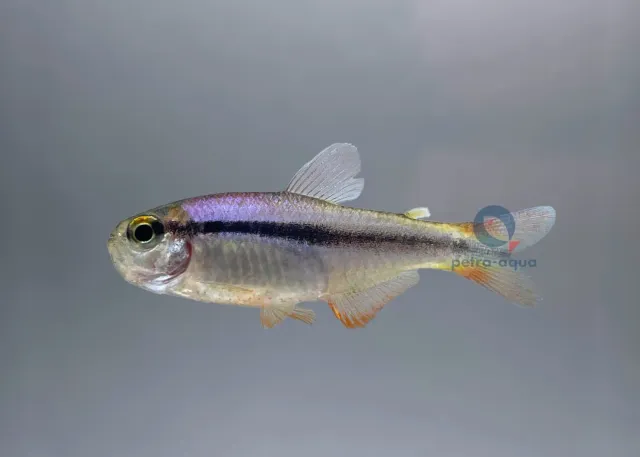 Näsets Ciklidhobby Hyphessobrycon cyanotaenia tetror 2–2,5 cm